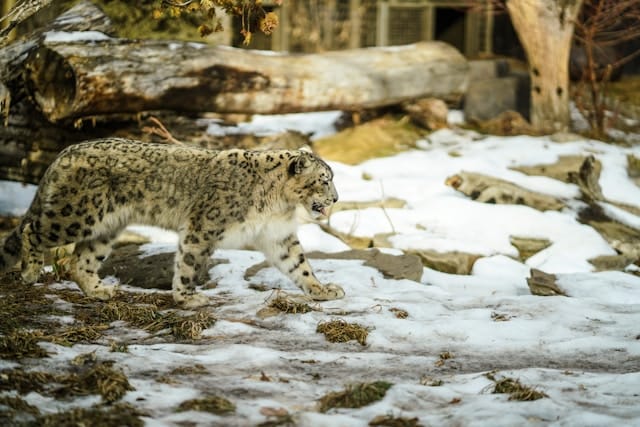 snow-leopard-one