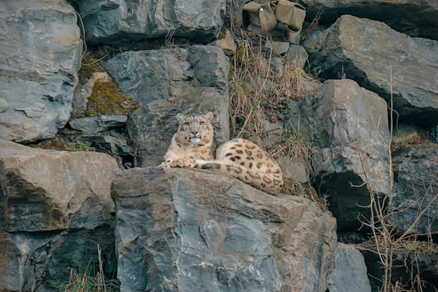 snow-leopard-three