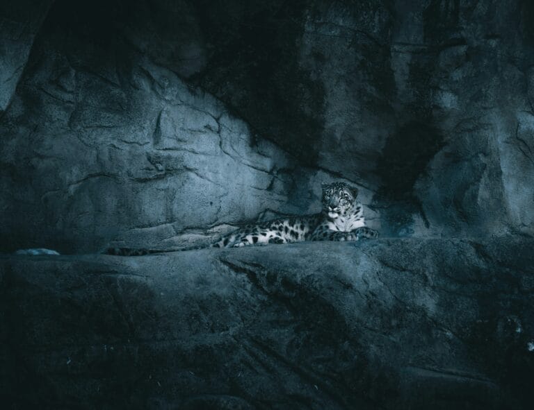snow-leopard-two