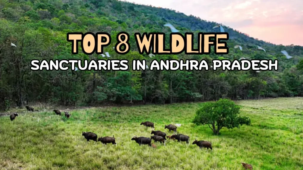 Wildlife Sanctuary in Andhra Pradesh