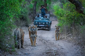 Ranthambore National Park - Wildlife Sanctuaries in Rajasthan