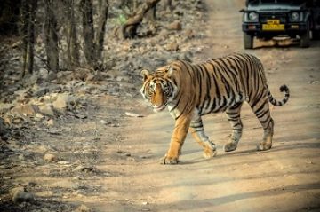 golden triangle with tigers