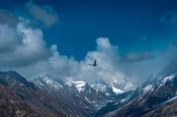 himalayan-birding