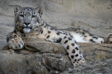 snow-leopard-four-min